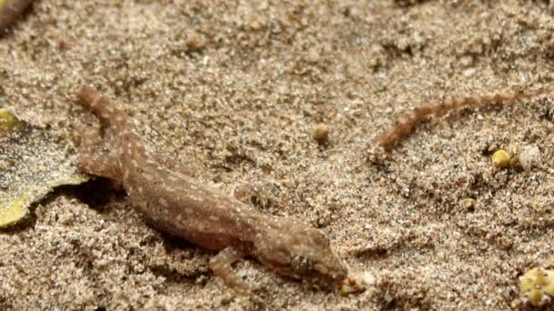 Kumun üzerinde sürünerek gecko — Stok video